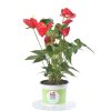 anthurium_red_1200
