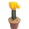 cactus-1