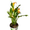 calla-orange2