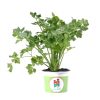 celery