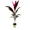 cordyline-2
