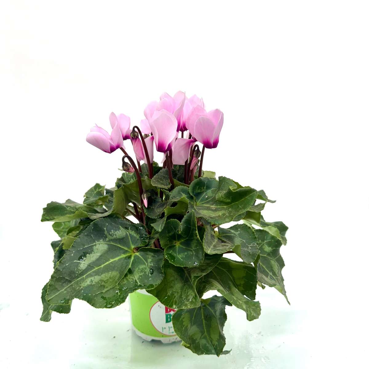 cyclamen-natural