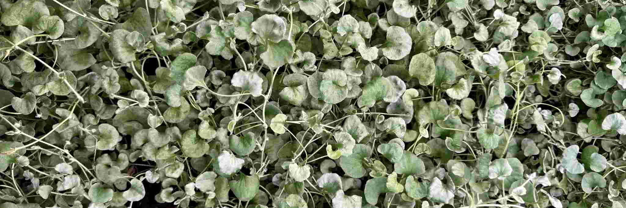 dicondra-silver