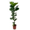 fiddle-leaf-fig-12l