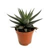 haworthia-1