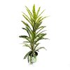 croton-12-front