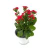 kalanchoe-red