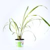 lemongrass