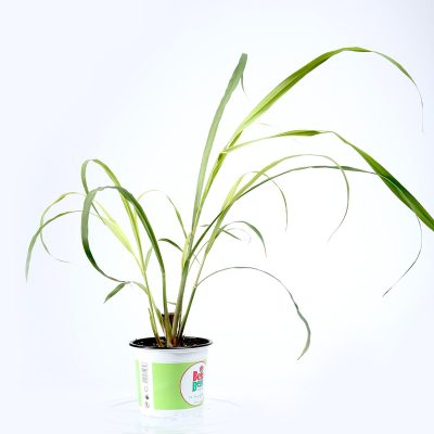 lemongrass