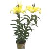 lilium2