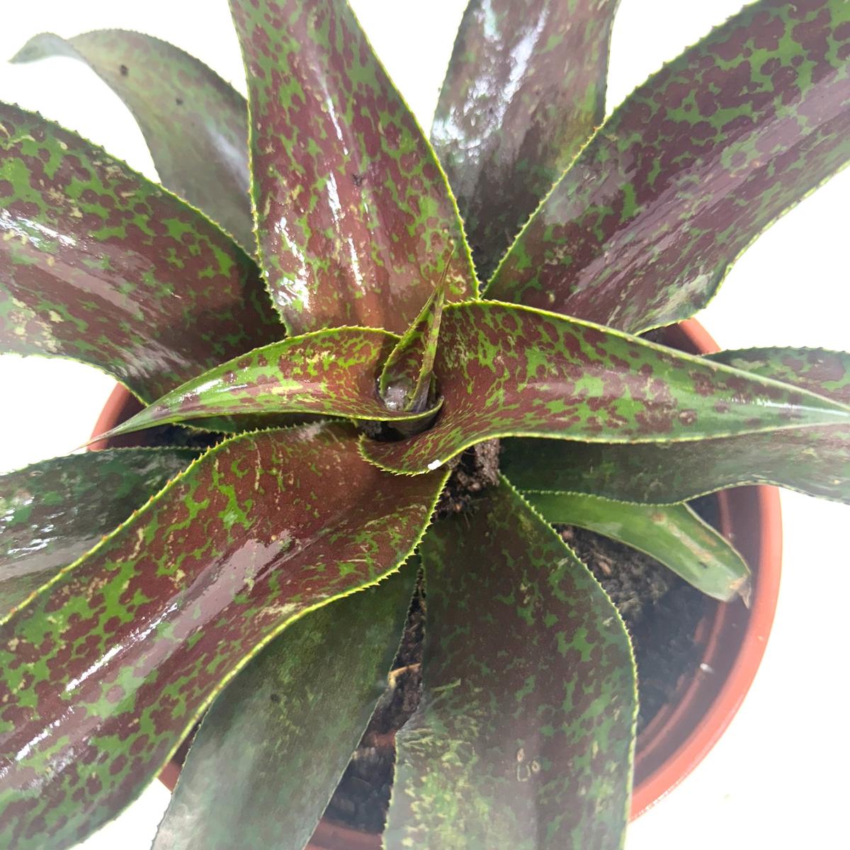 mangave-mission-to-mars