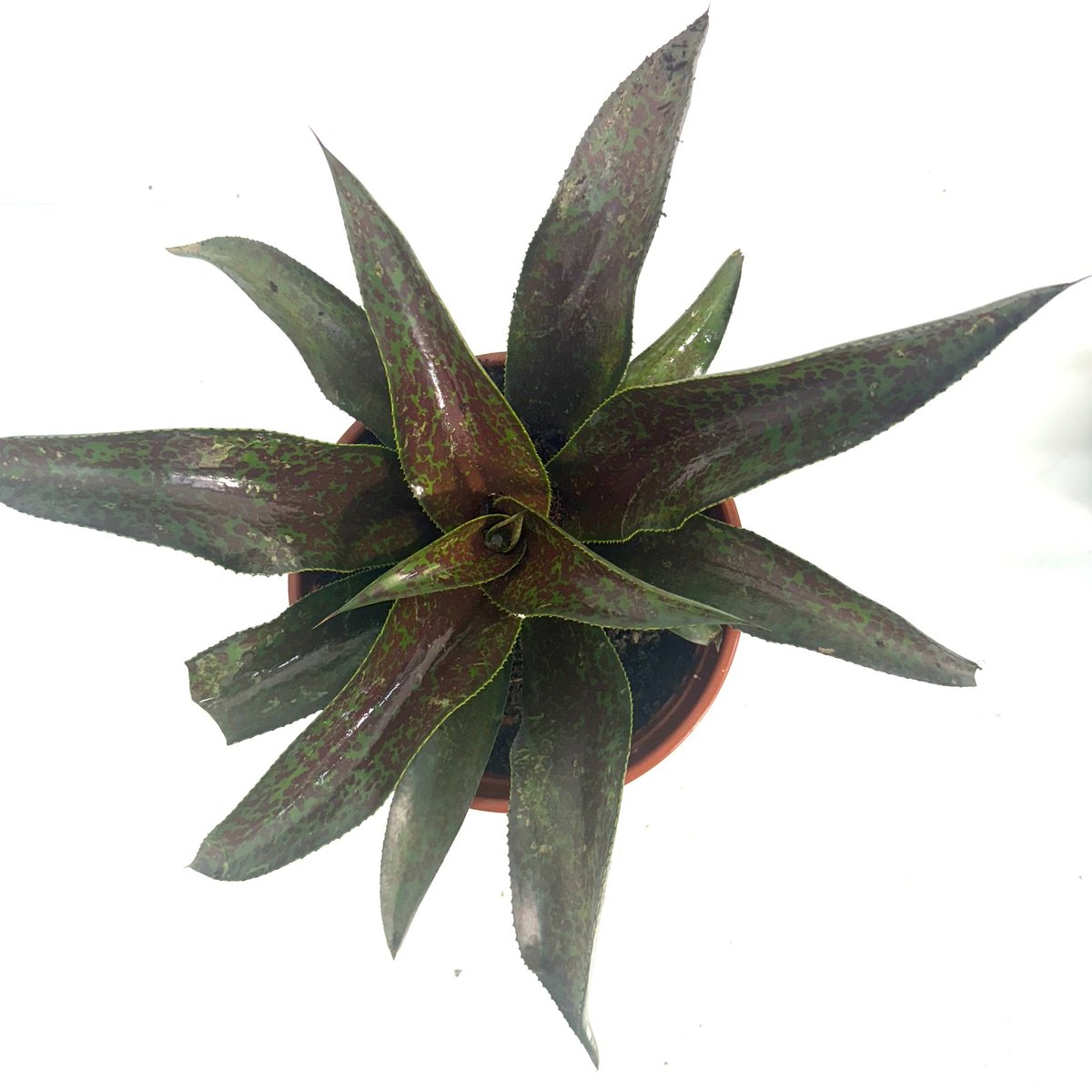 mangave-mission-to-mars2