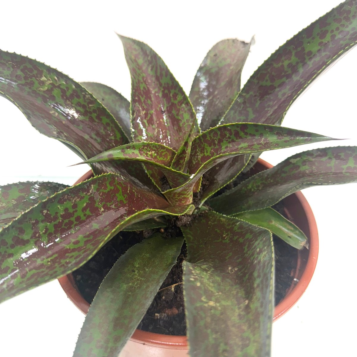 mangave-mission-to-mars3