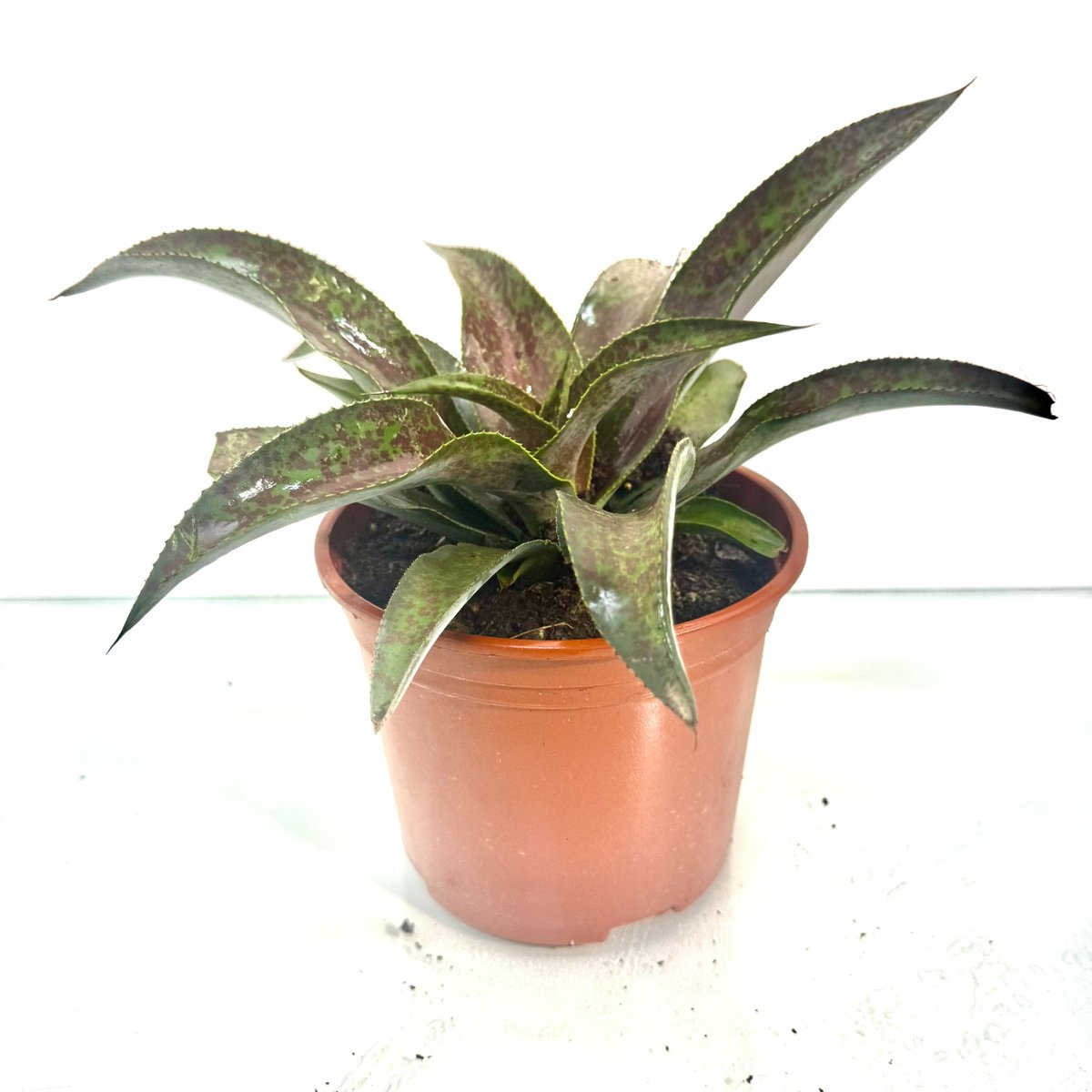 mangave-mission-to-mars4