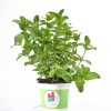 mint