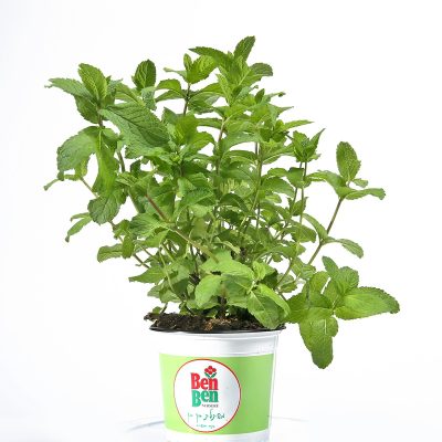 mint