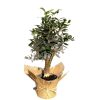 olive-tree-in-yuta