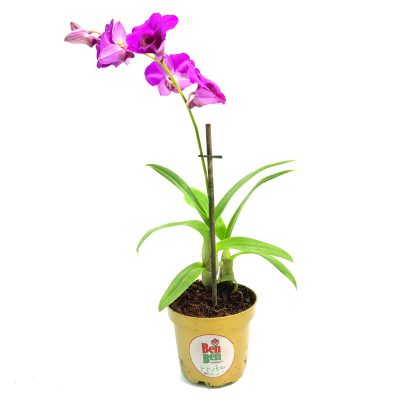 orchid_dendrobium