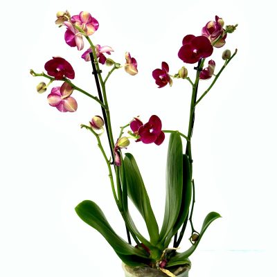 סחלב מולטי 2 ענפים