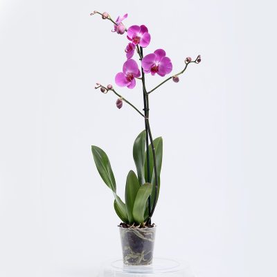 סחלב ענף אחד