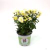 Chrysanthemum white