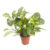 peperomia-obtusifolia-golden-gate