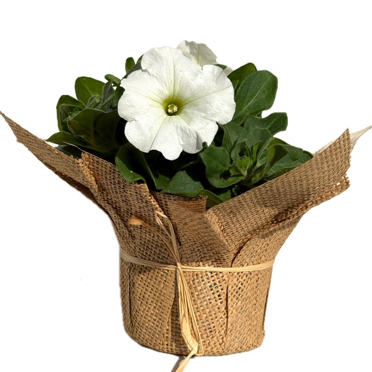 petunia-in-yuta