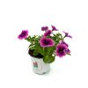 petunia12pinklines_200kb