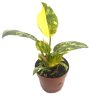 philodendron-green-congo-variegated-2