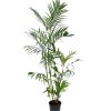 chamaedorea-elegans-12l