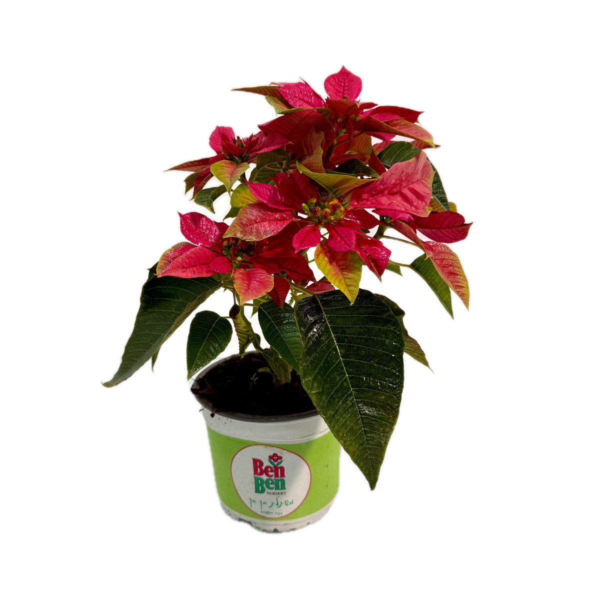 poinsettia-pink