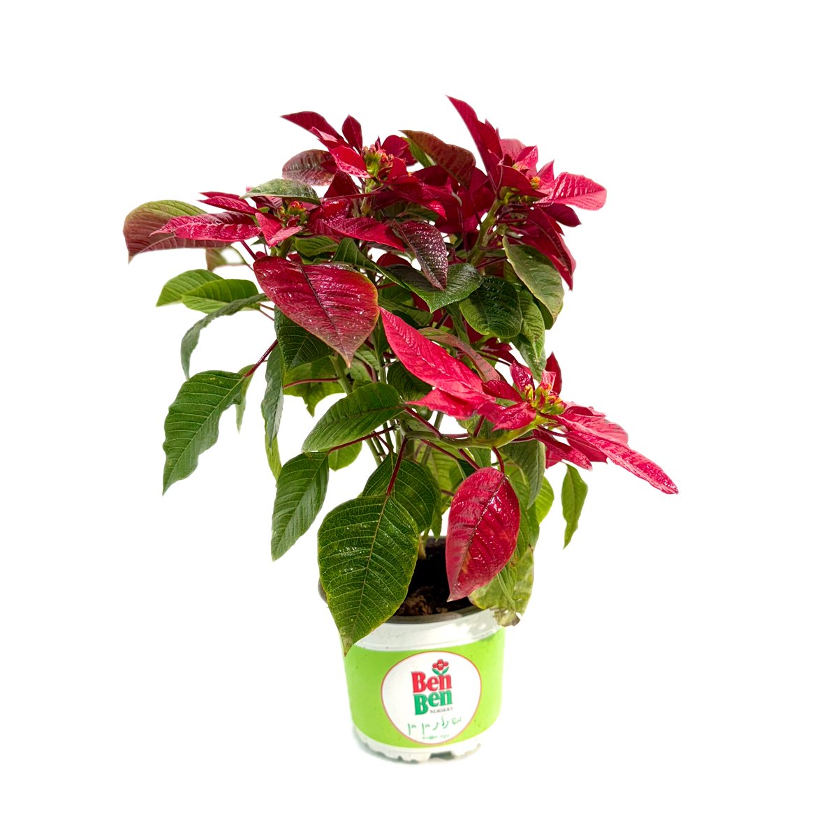 poinsettia-red