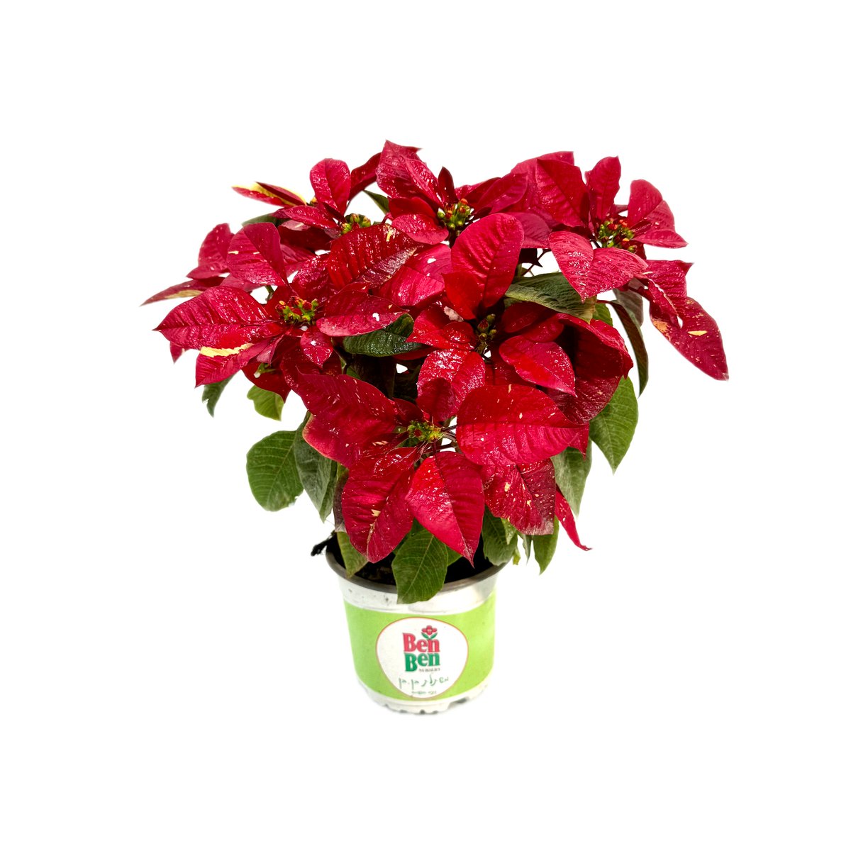 poinsettia-red-dotted