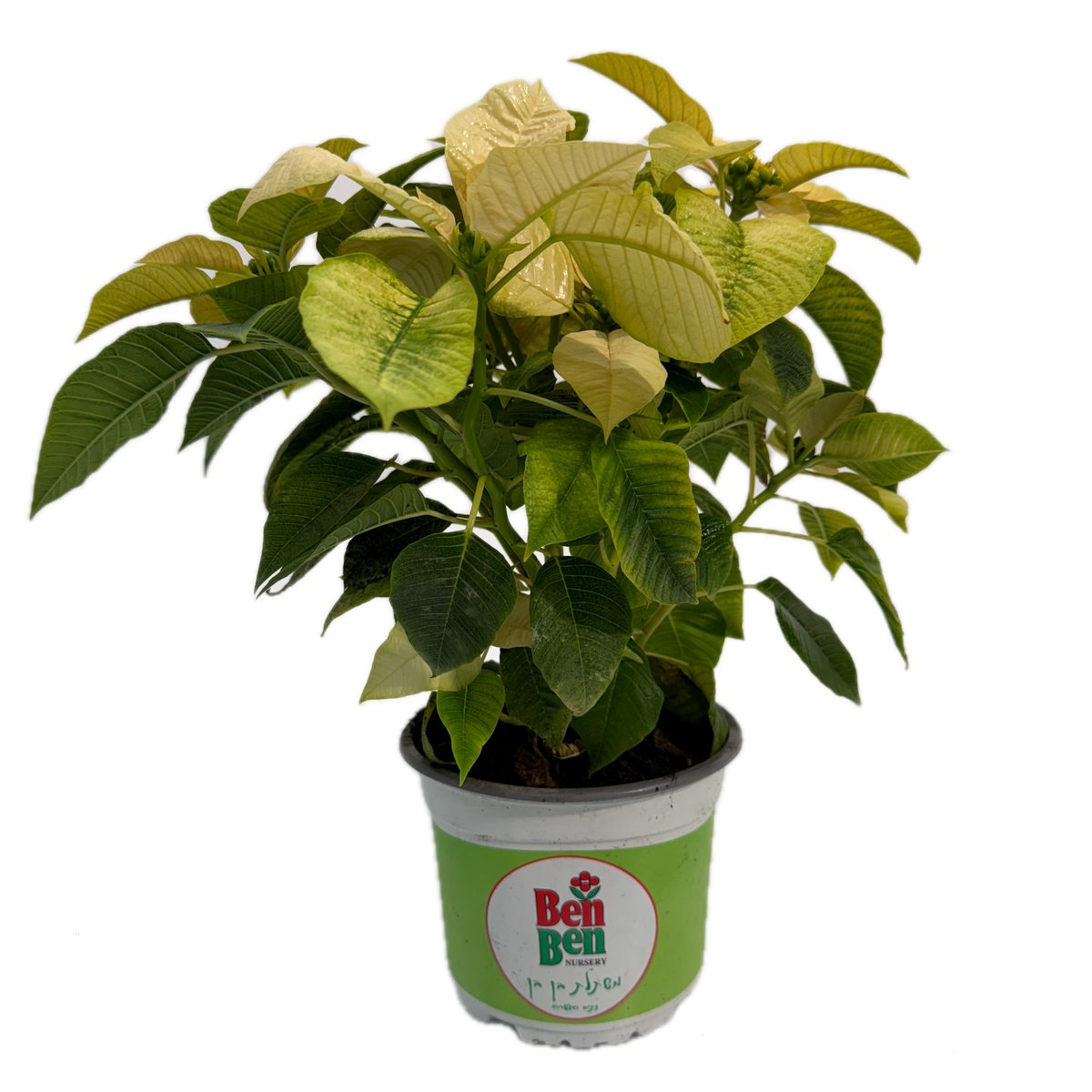 poinsettia-yellow