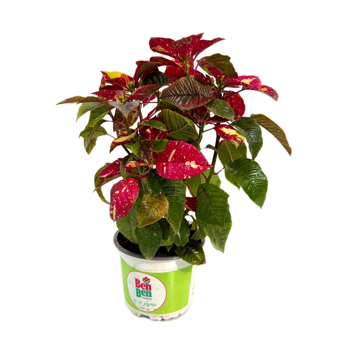 poinsettia-pnk