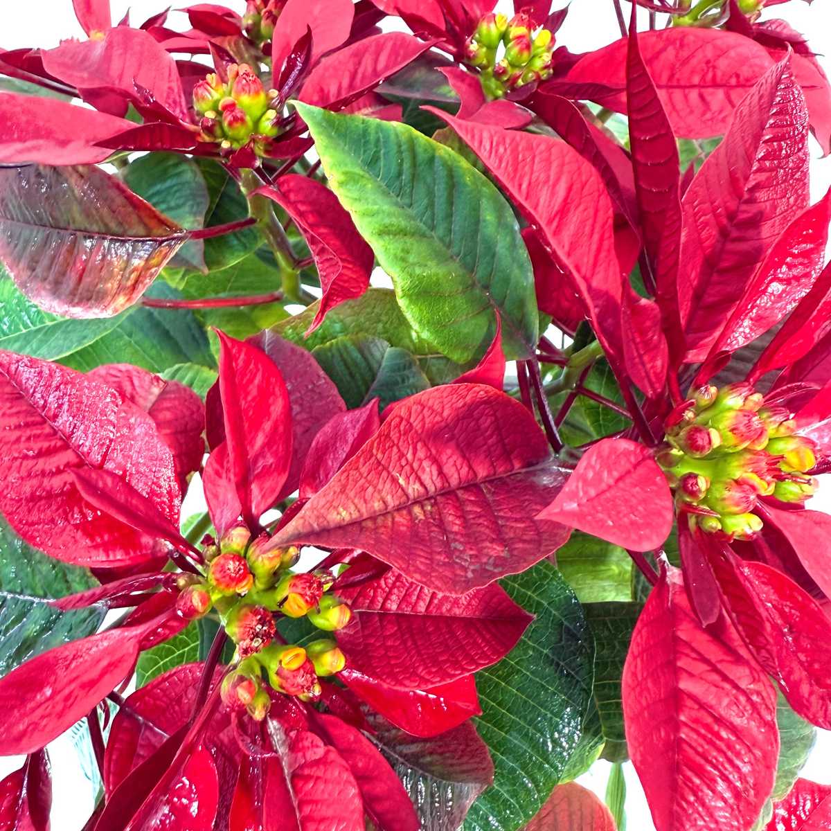 poinsettia-red-dark-3