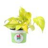 pothos-neon-12
