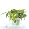 scandens-brasil