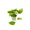 pothos-marble-queen