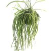 rhipsalis-14-1