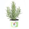 rosmary