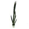 sansevieria_1200
