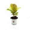 ficus-moonshine12