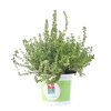thyme