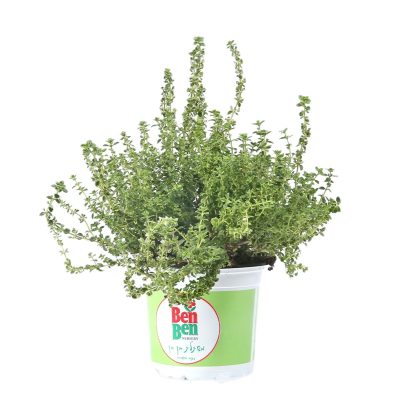 thyme