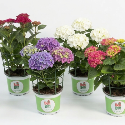 הידראנגאה / הורטנסיה